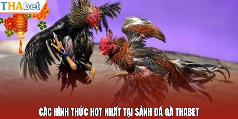 Các hình thức hot nhất tại sảnh đá gà Thabet