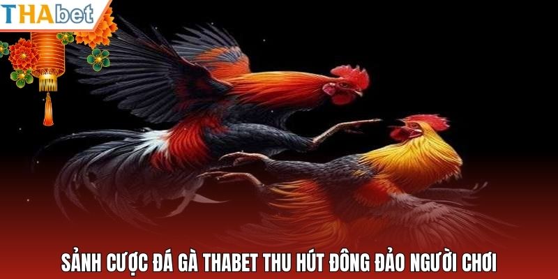 Sảnh cược đá gà Thabet thu hút đông đảo người chơi